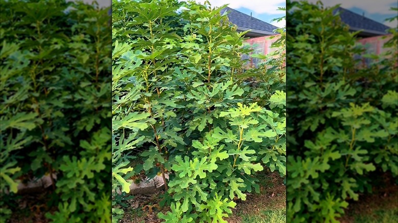 Closeup of a fig tree