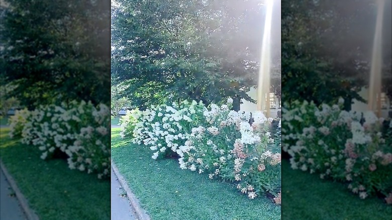 Row of hydrangea bushes planted outside