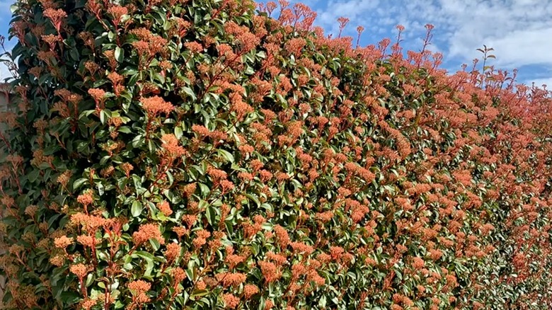 Photinia covering a fence