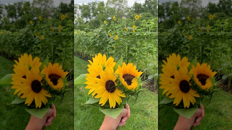 Someone holding a bouquet of sunflowers