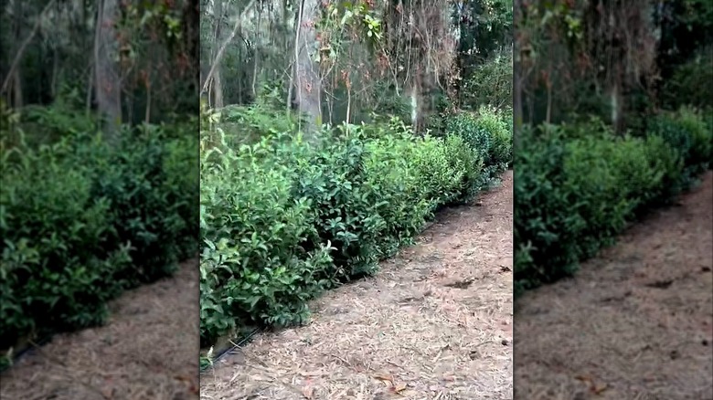 Rows of sweet viburnum planted among trees