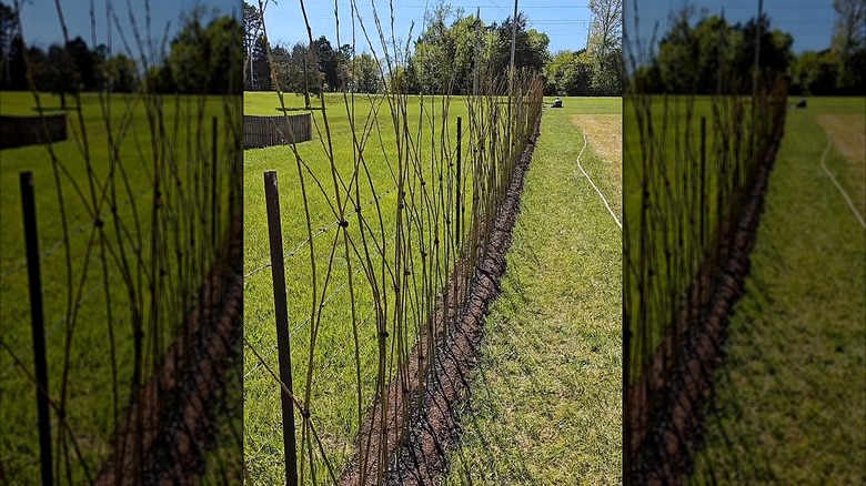 Willow branches lined up and tied together