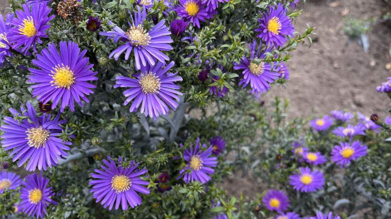 Purple asters with yellow centers.