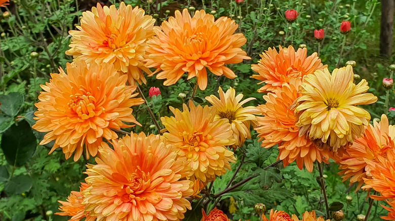 Orange mums in bloom.