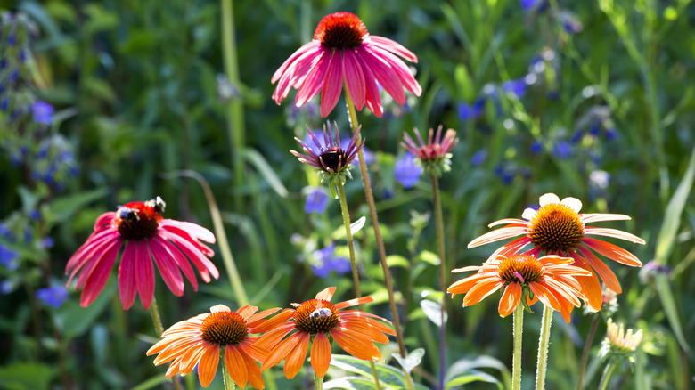 Pink and orange coneflowers.