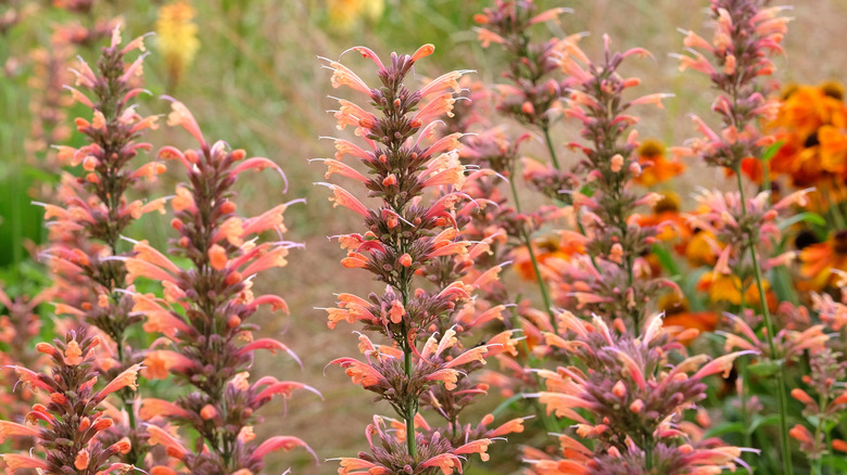 'Summer Sunset' hyssop blooms in a sunny garden.