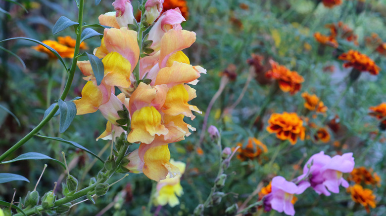 Snapdragons in a fall garden