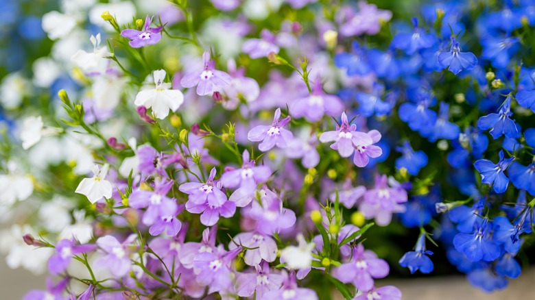 Lobelia flowers in blue, lavender, and white.