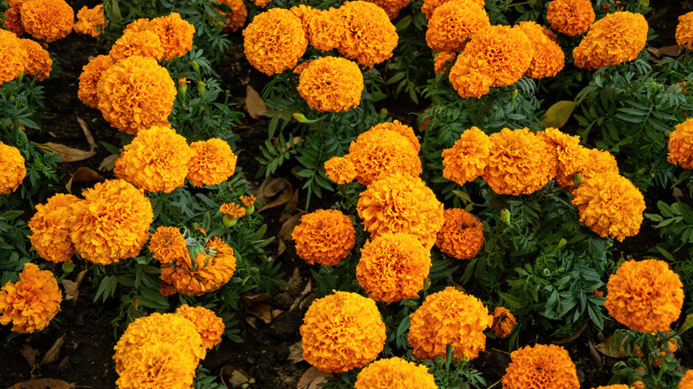 Full orange marigold flowers in a garden.