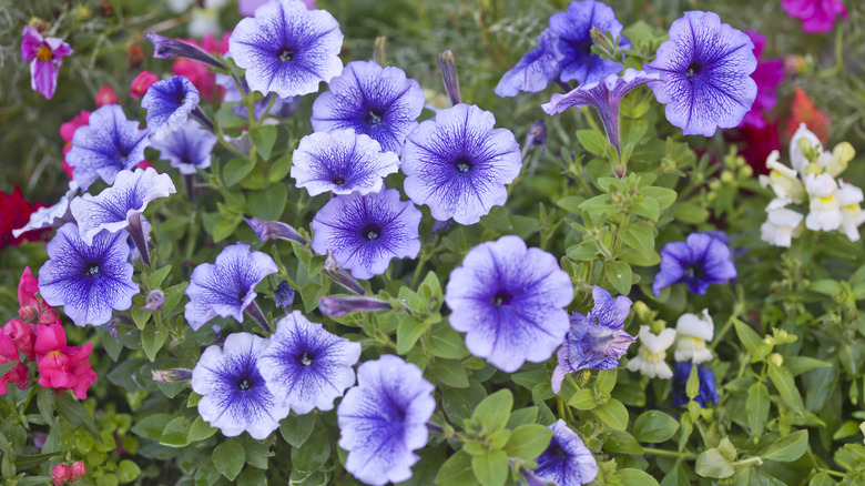 Purple petunias with snapdragons.