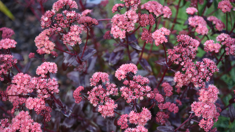 Close up of pink sedum blooms