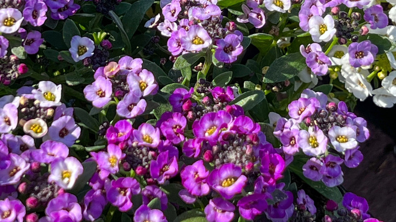 Purple and white sweet alyssum blooms in the garden.