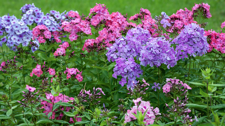 Pink and purple phlox in garden.