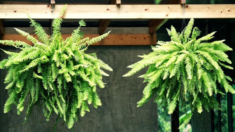 A pair of Boston ferns hanging outside