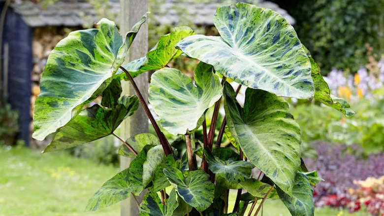 A mature mojito elephant ear plant