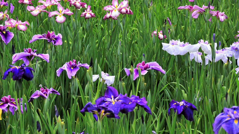 field of pink and purple Japanese iris