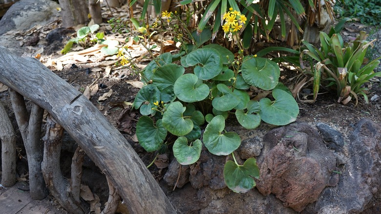 A leopard plant growing on the ground