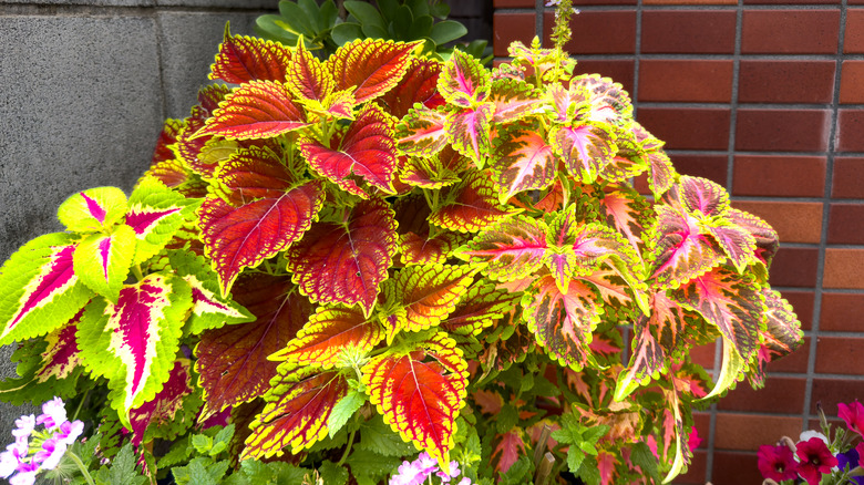 pink and magenta coleus variety