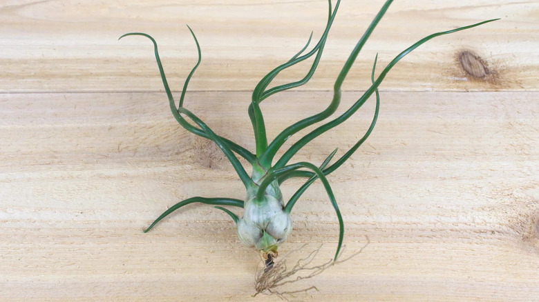 bulbous tillandsia on wood backdrop