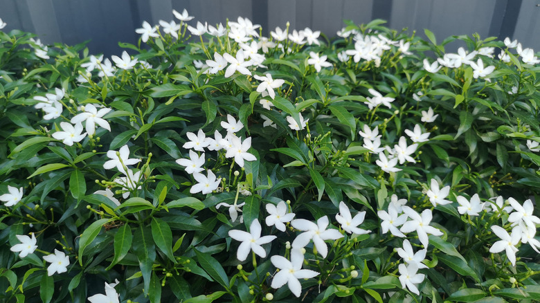 Healthy white gardenia flowers