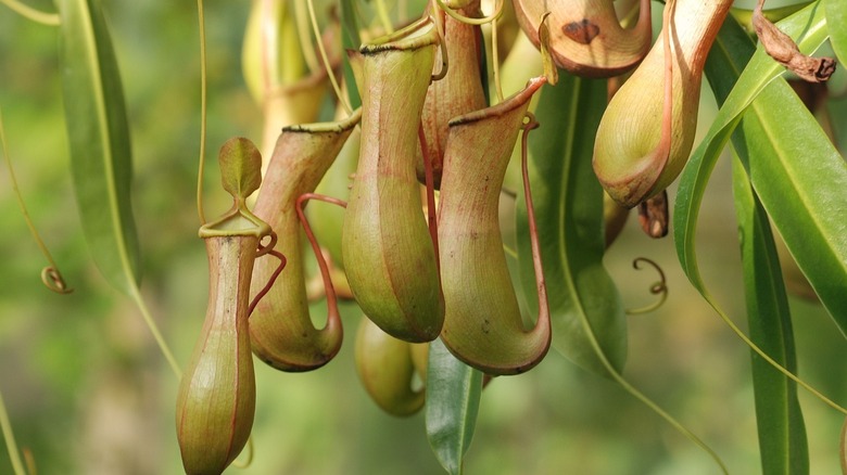 outdoor cluster of pitcher plants