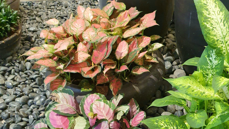 Two pink calatheas in outdoor pots