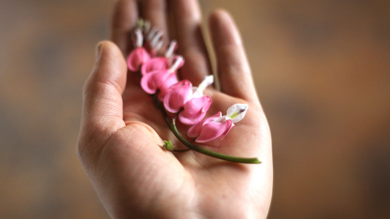Stem of bleeding heart flowers lay in palm of hand.