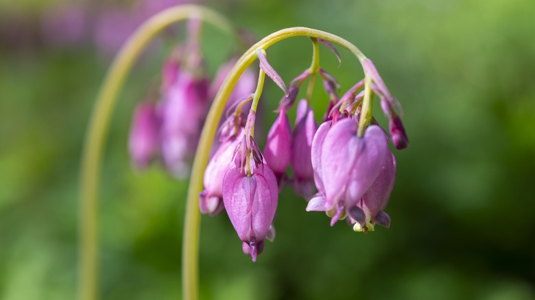 A wilting bleeding heart plant