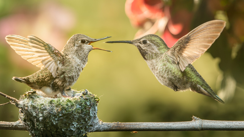 A mother hummingbird feeding her young 