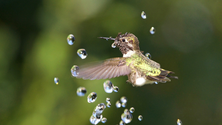 A hummingbird playing with water