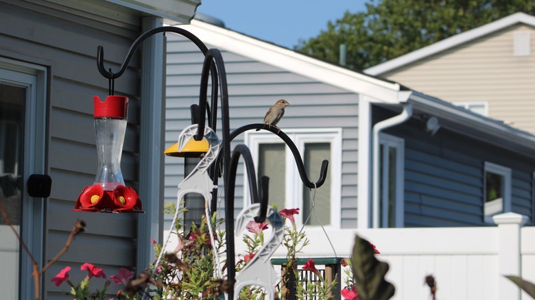 A hummingbird feeder 