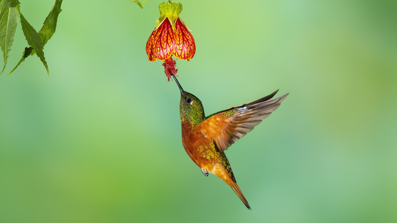 A hummingbird feeding 