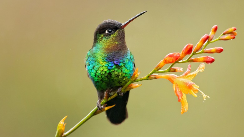 hummingbird perched on plant 