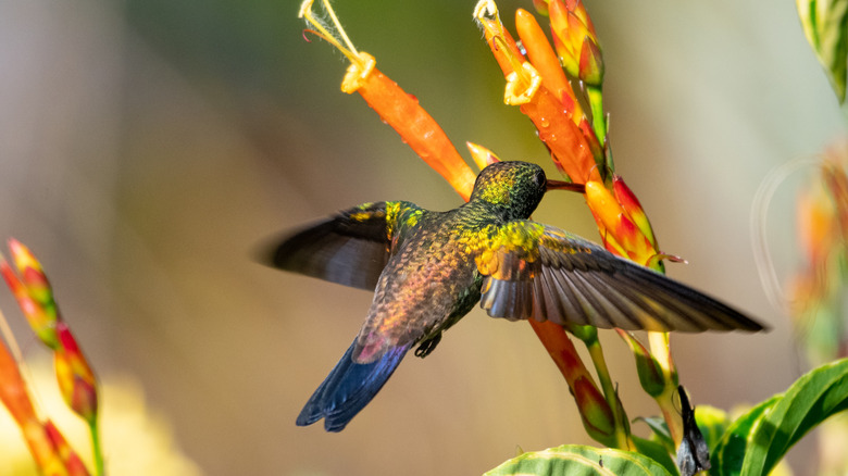 A hummingbird feeding on flowers 