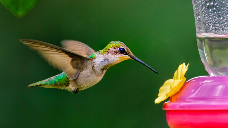 A hummingbird at a feeder 