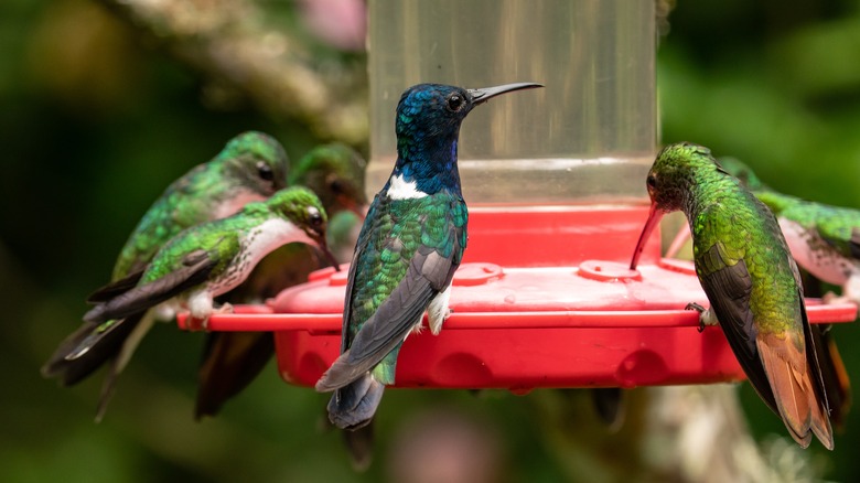 Hummingbirds feeding 