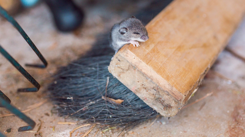 Mouse on broom in garage