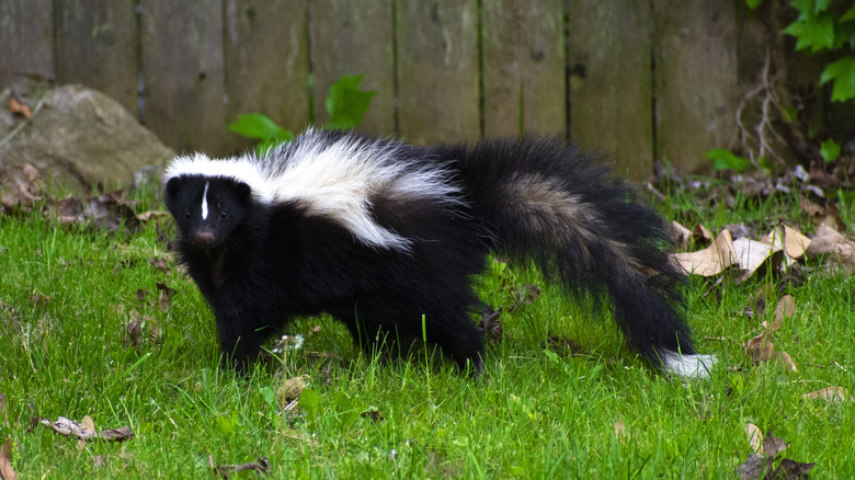 Skunk walking outdoors