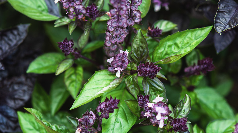 Purple basil flowers