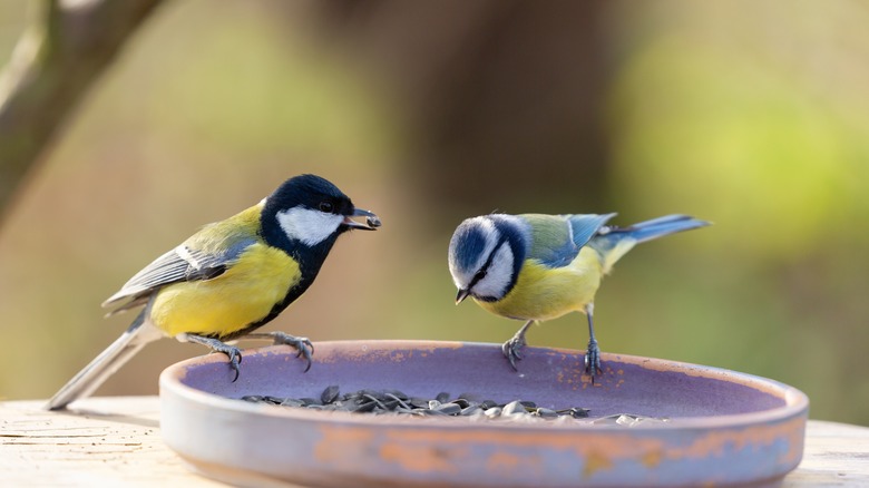 two birds eating seeds 