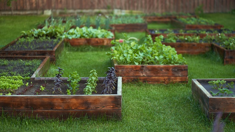 vegetables growing in garden boxes
