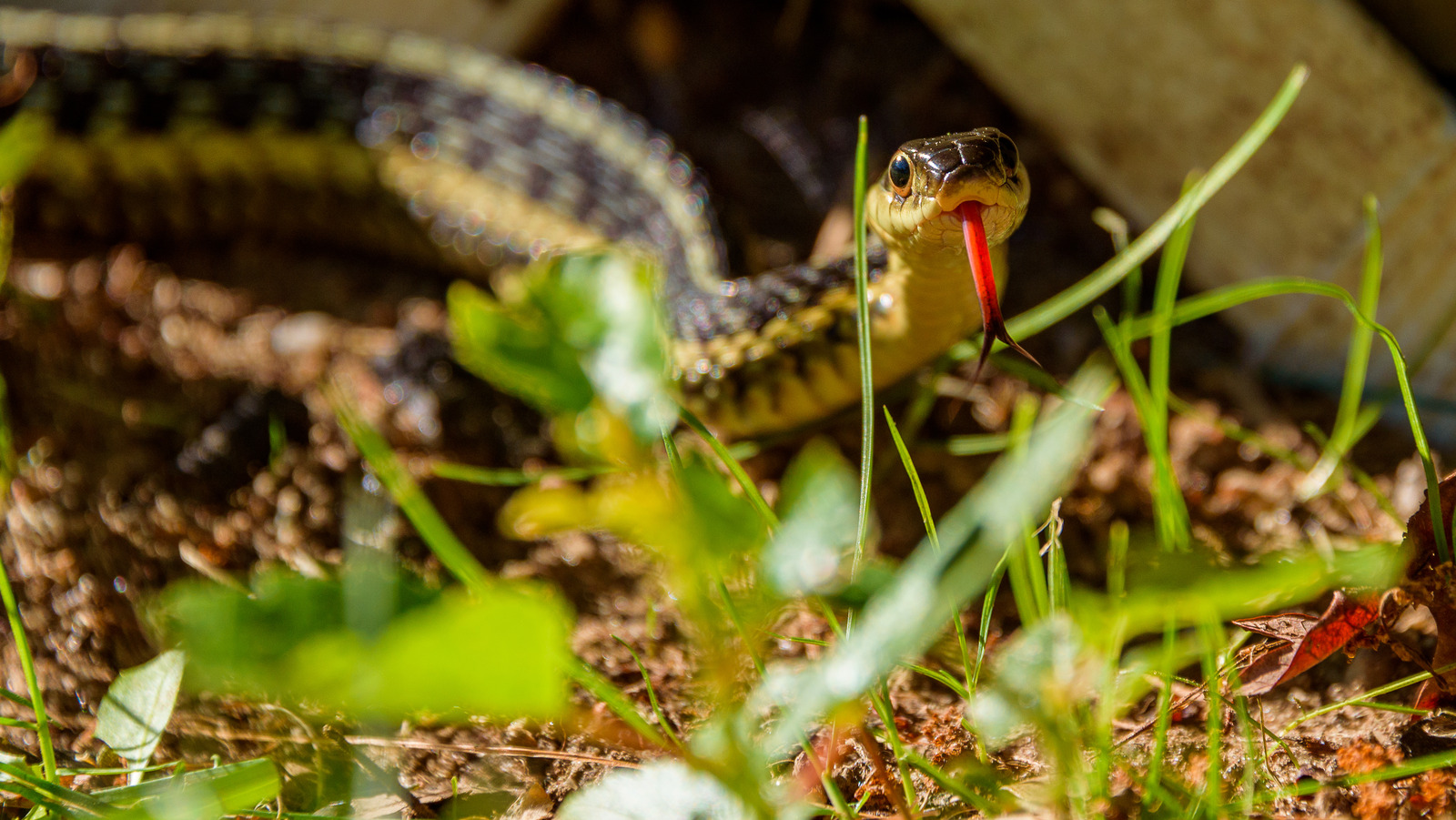 9-sneaky-reasons-snakes-won-t-stay-out-of-your-yard