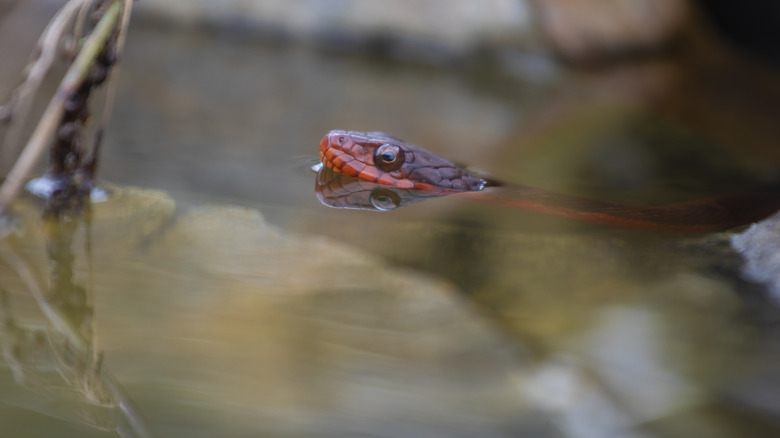 snake in a pond
