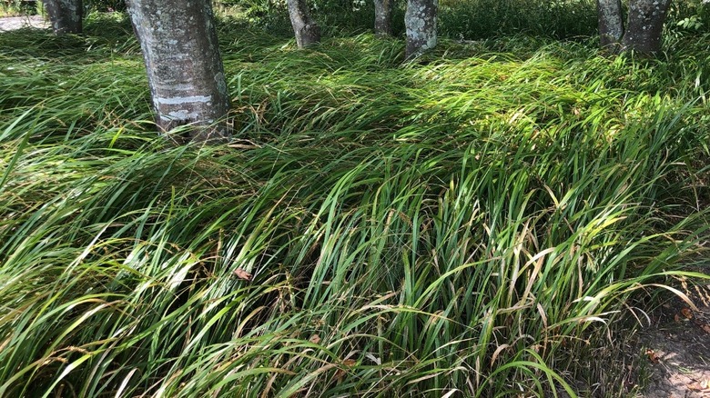 American beakgrain growing under a tree