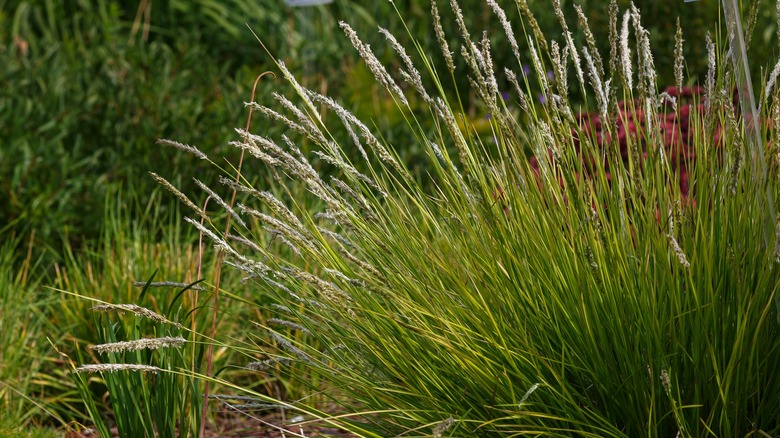 Sesleria autumnalis bush growing in a garden