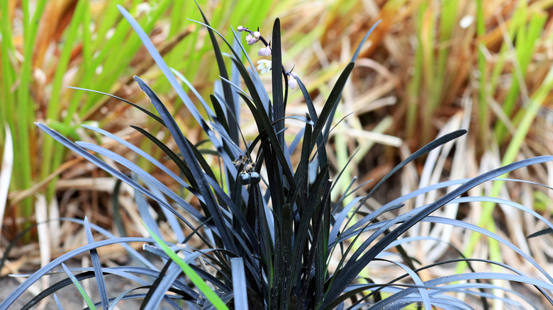 Black mondo grass flowering in a field