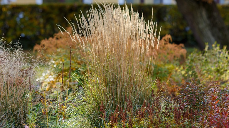 Calamagrostis x acutiflora grass in a garden