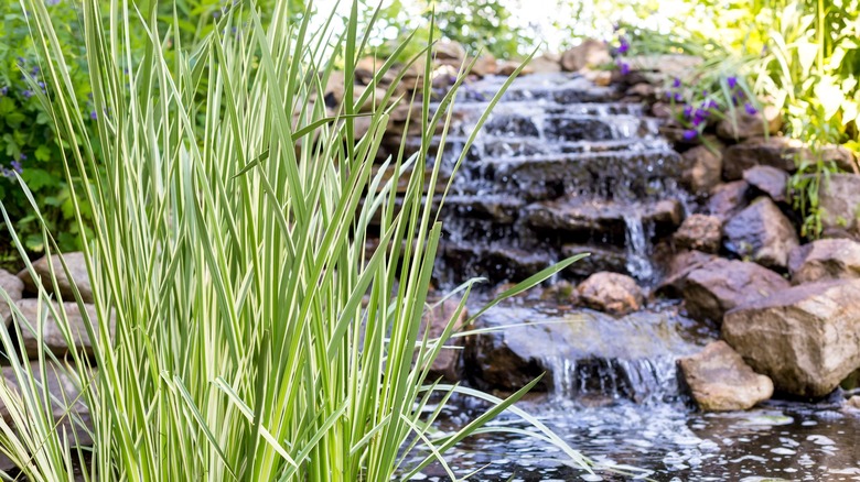 Variegated sweet grass growing in a pond with a waterfall