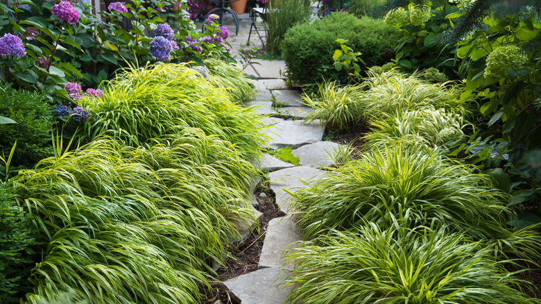 Hydrangea bush in mixed bed with tall ornamental grass in the background and winding paved pathway