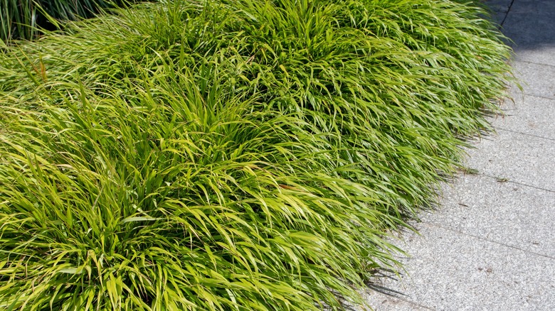 Japanese forest grass planted next to a path